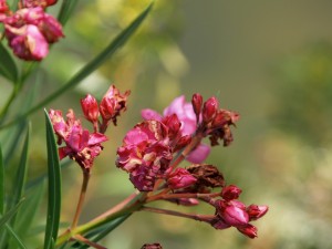 A flowering shrub found outside the house.