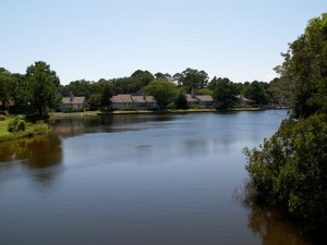 A shot of the brackish lagoon in the back of the house.