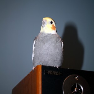 Herman, my pet cockatiel posing for the camera.