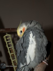 Herman resting on his perch.