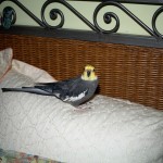 Herman on my Sister's bed...