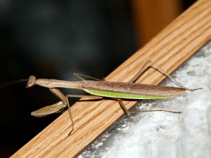 A Praying Mantis