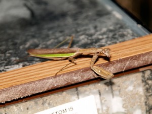 A Praying Mantis