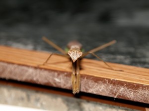 A Praying Mantis