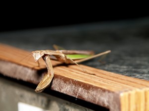 A Praying Mantis