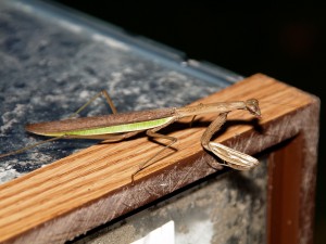 A Praying Mantis